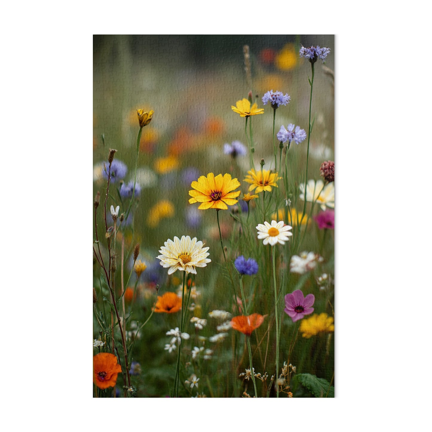 Vibrant Wildflower Field With Various Blooming Colors Canvas