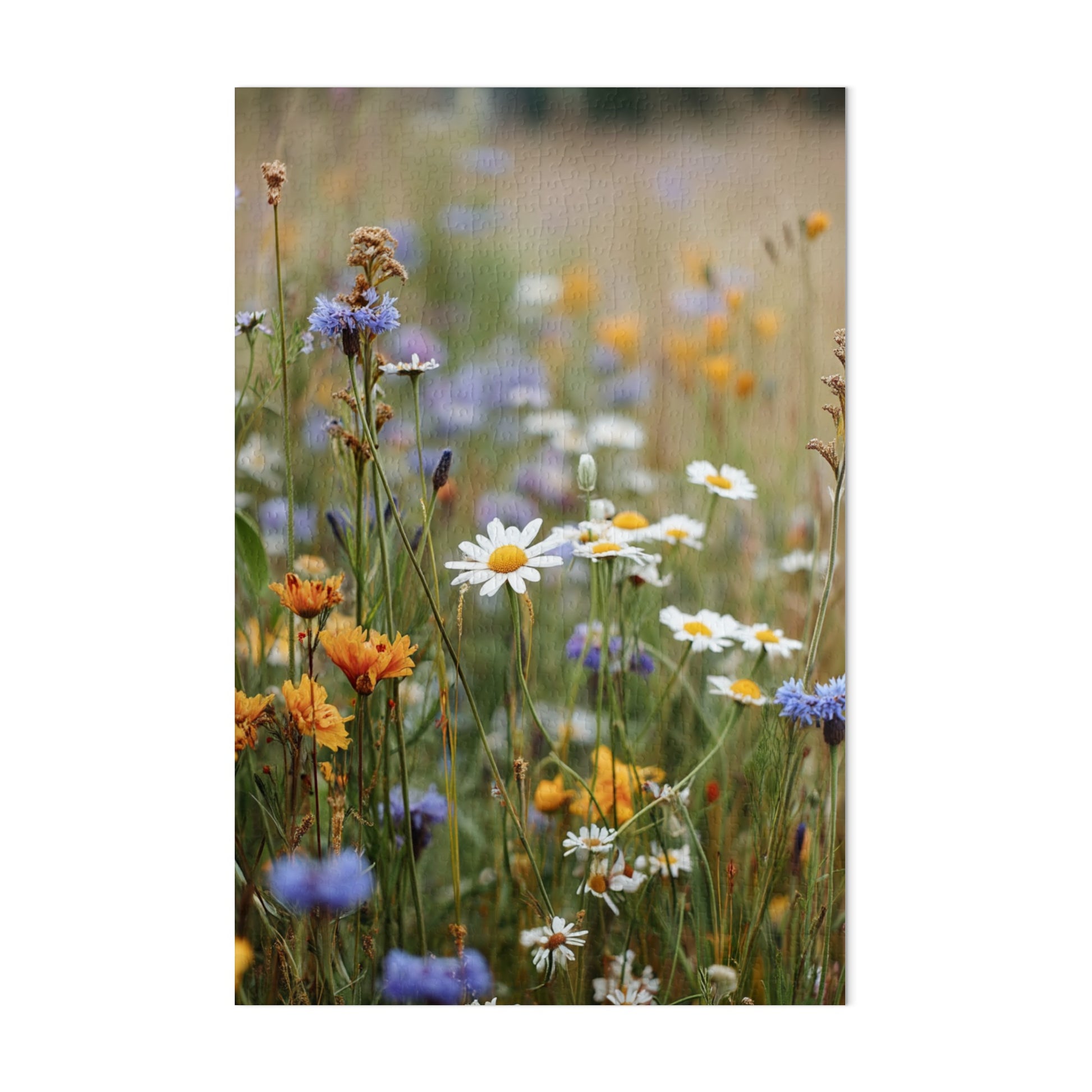 Vibrant Meadow Flowers Captured in Nature Art Print
